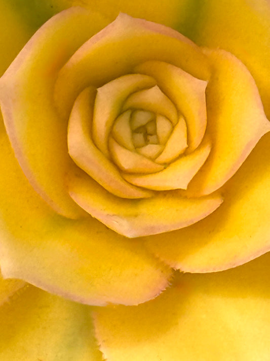 Gilded Bloom