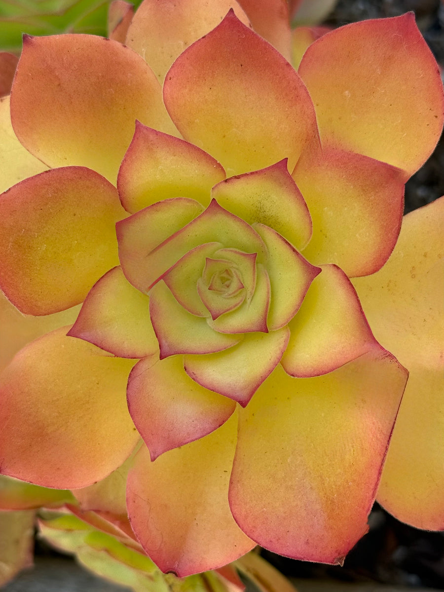 Golden Blush