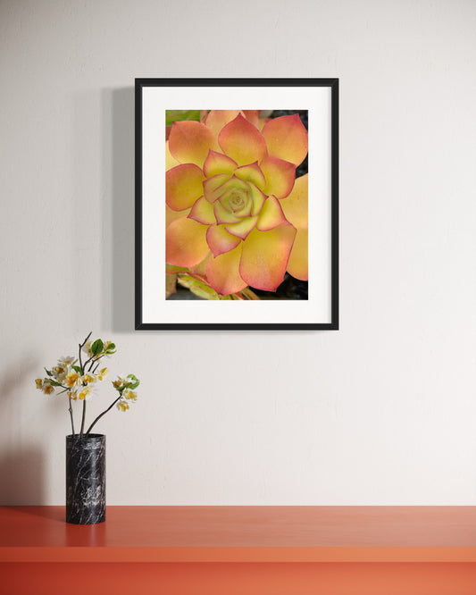 Golden Blush