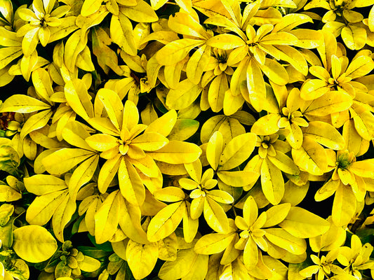 Golden Canopy