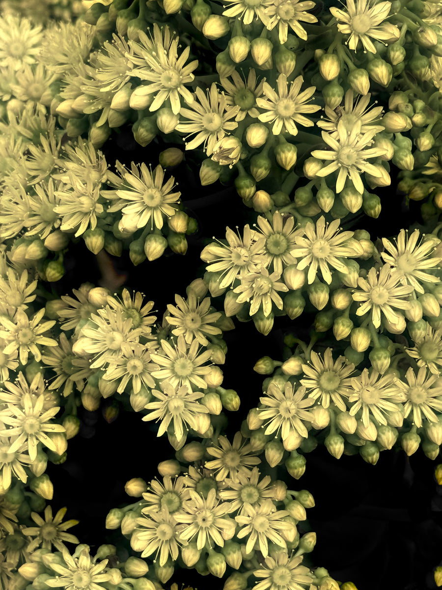 Golden Drift