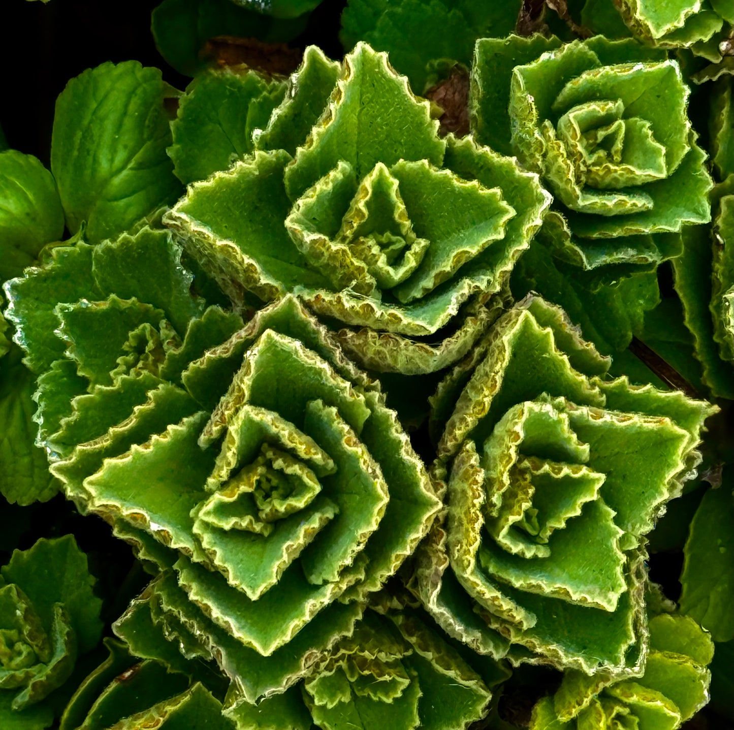 Green Labrynth