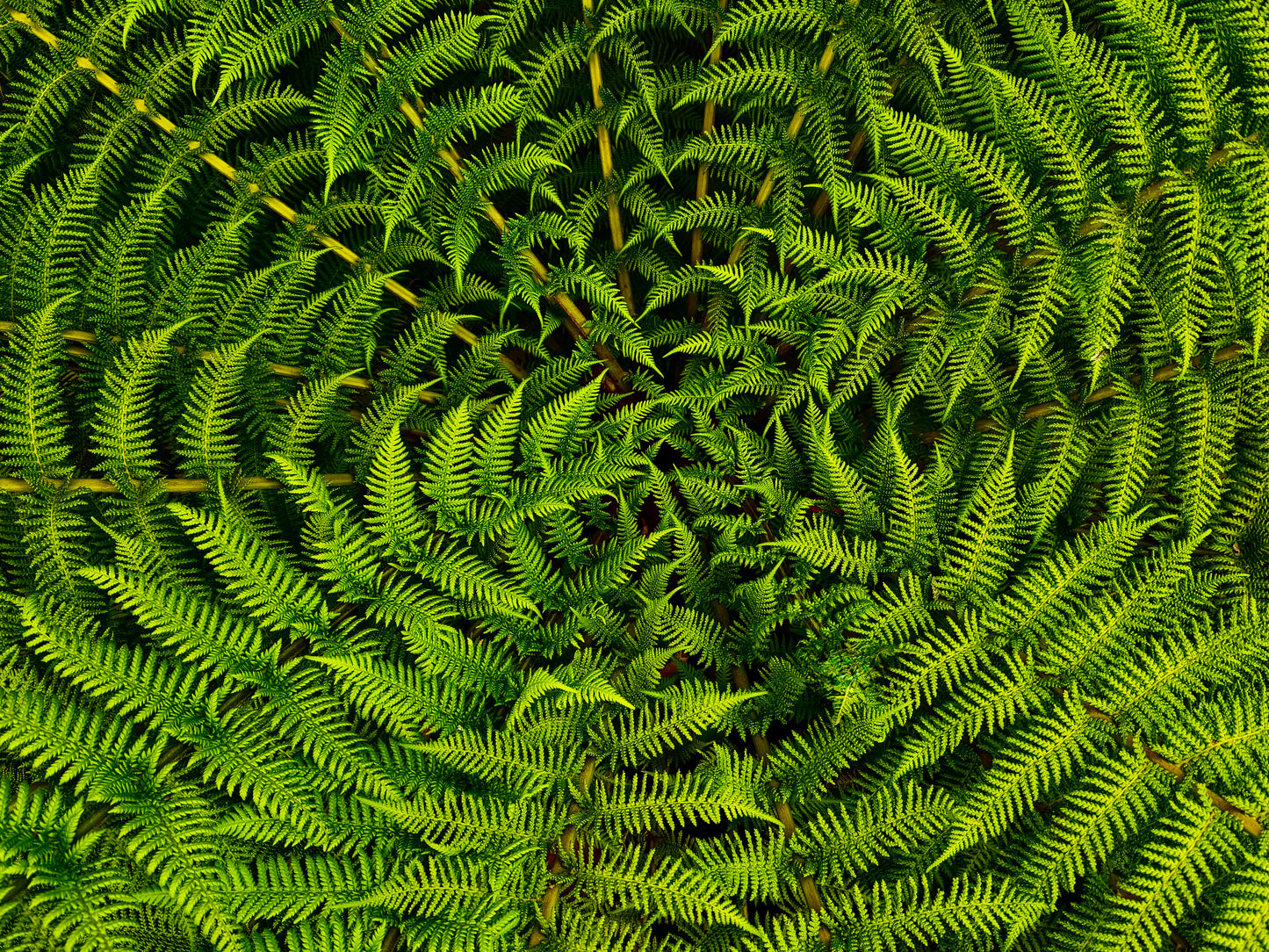 Green Vortex