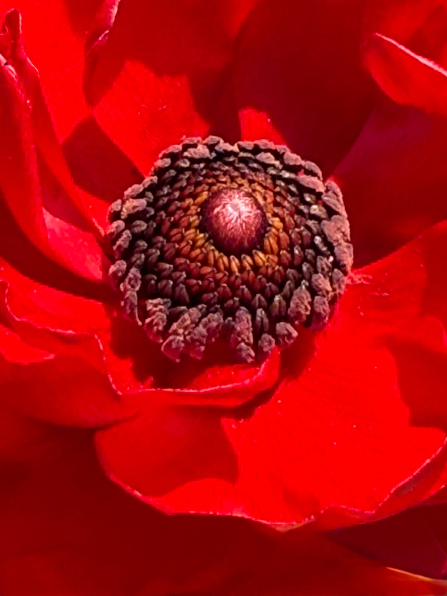 Heart of Fire