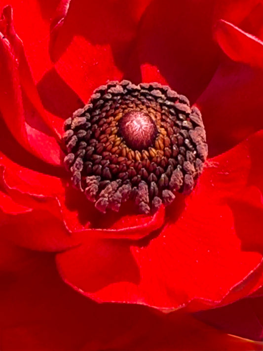 Heart of Fire