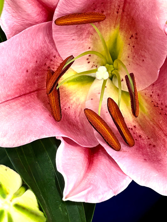 Heart of the Lily