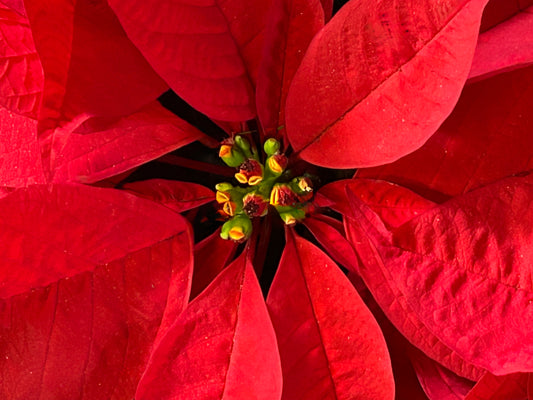 Heart of the Season