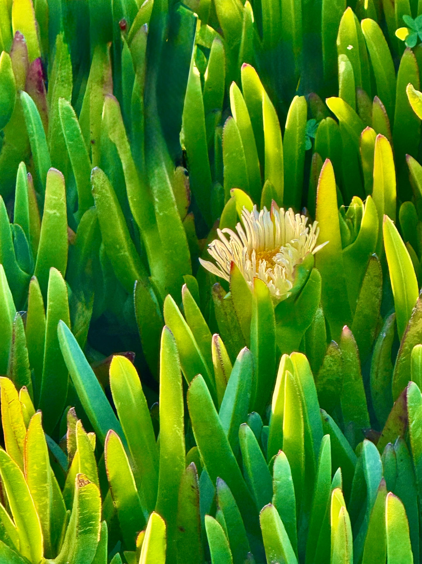 Hidden Bloom