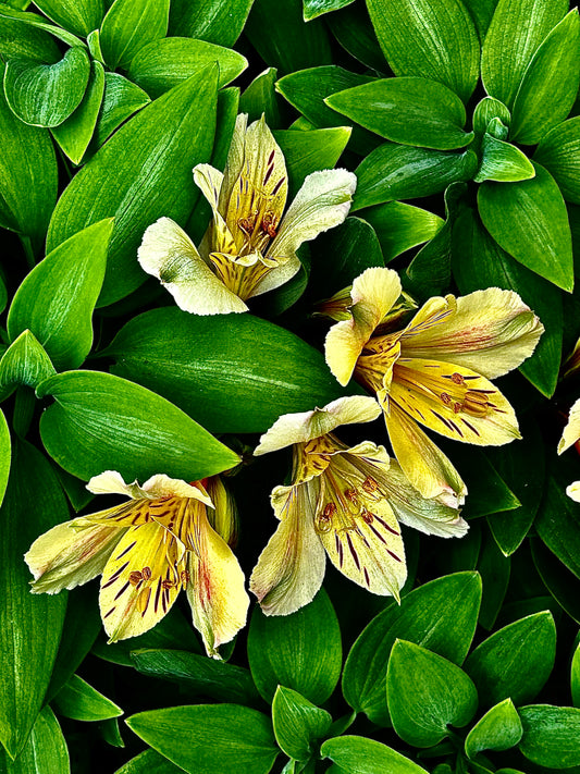 Hidden Gold