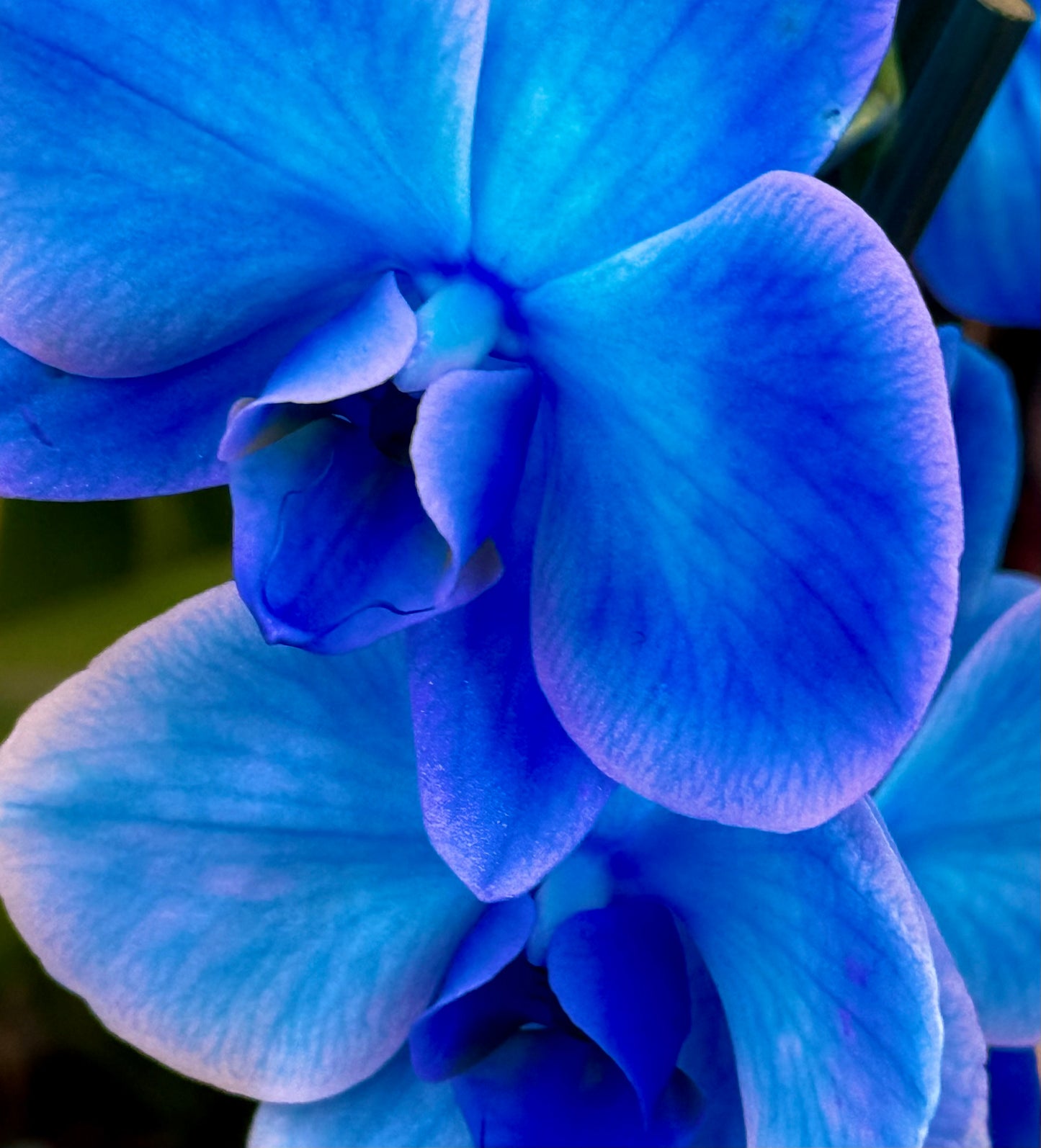 Inidigo Bloom