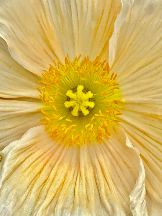 Ivory Whispers