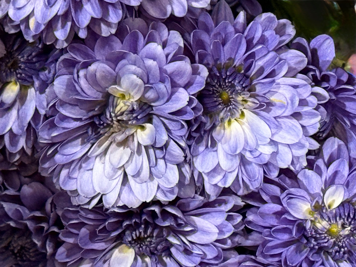 Lavender Dreams