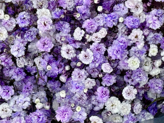 Lavender Drift