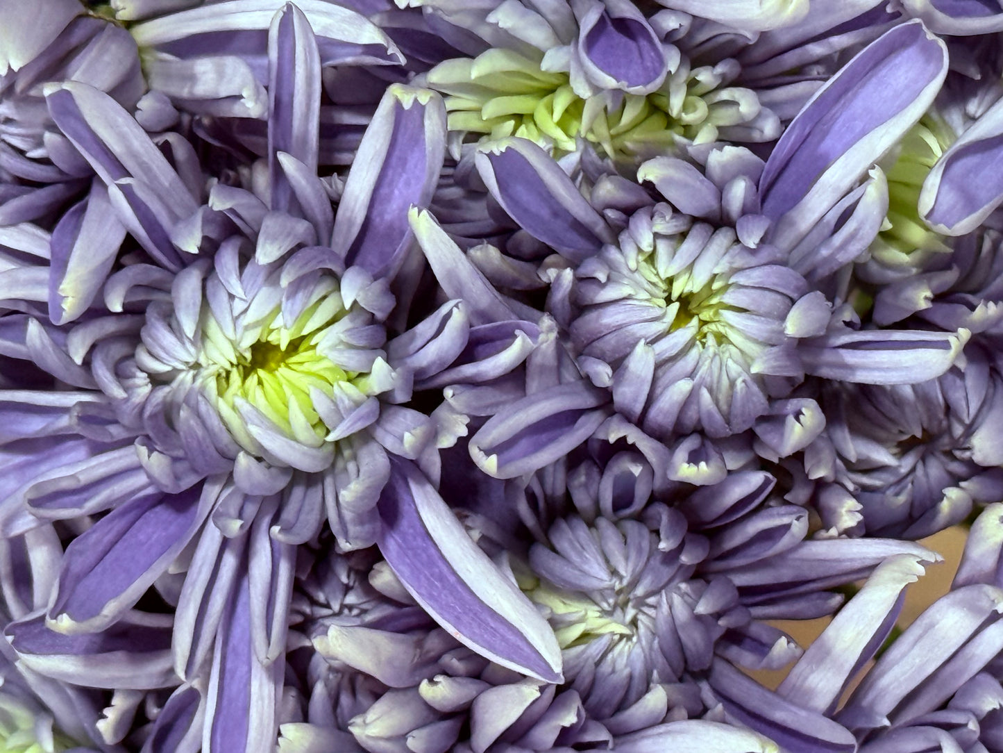 Lavender Starfield