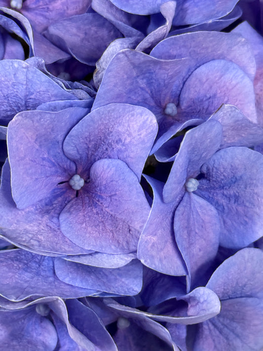 Lavender Stillness