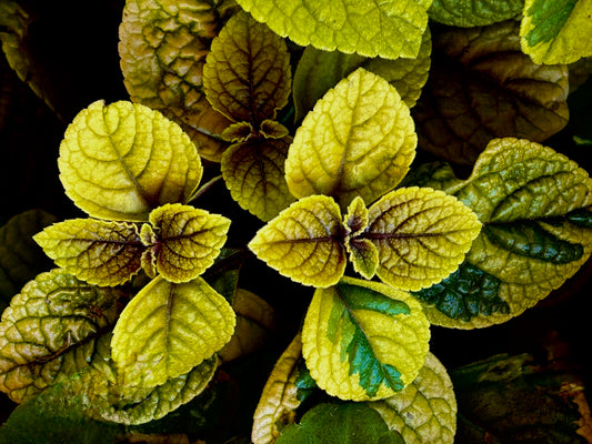 Leaflight Tapestry