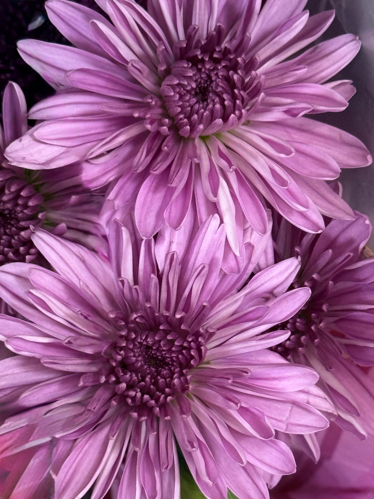 Lilac Chorus