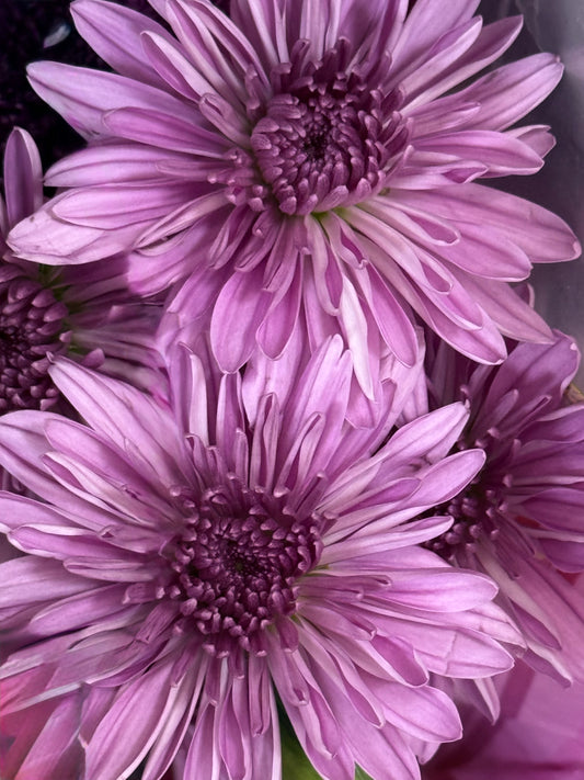 Lilac Chorus