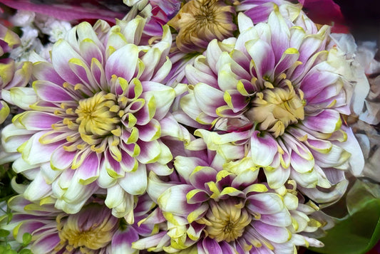 Lilac and Lemon Reverie