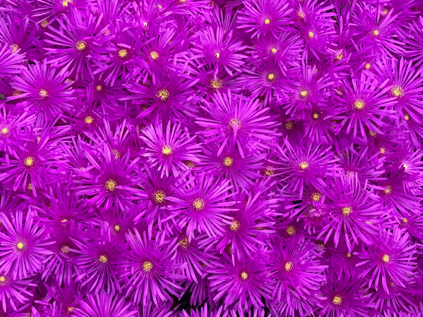 Magenta Tides