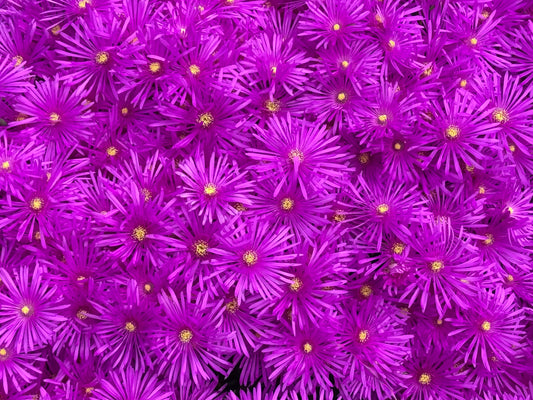 Magenta Tides
