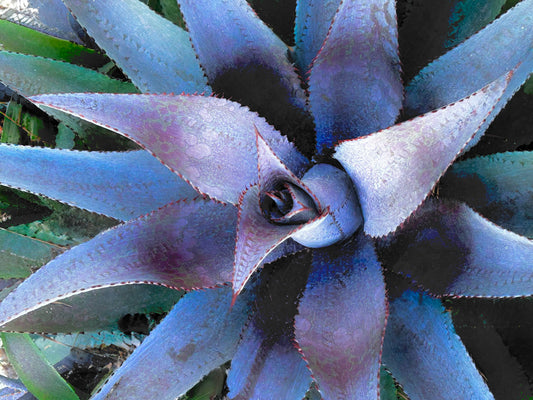 Midnight Bloom of the Sea