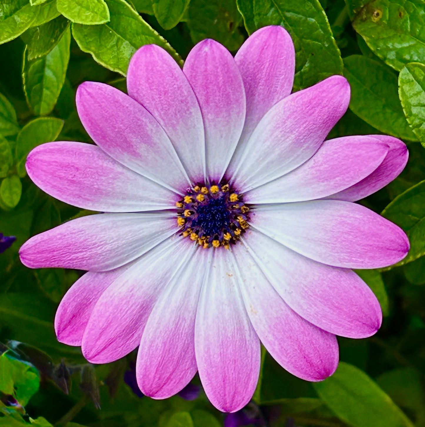 Morning Blush