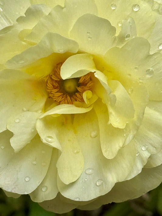 Morning Dew