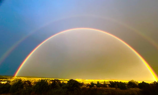 New Mexico Promise