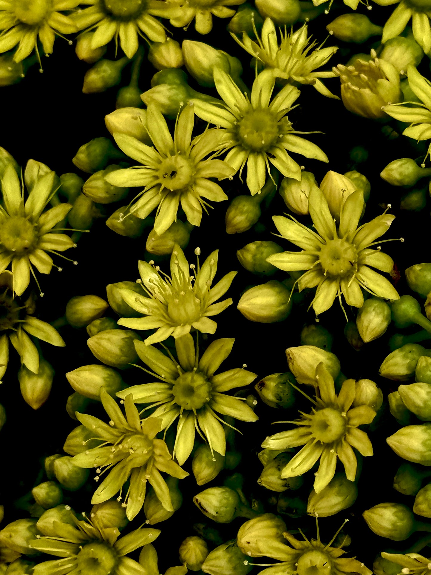 Nightfall Blossoms