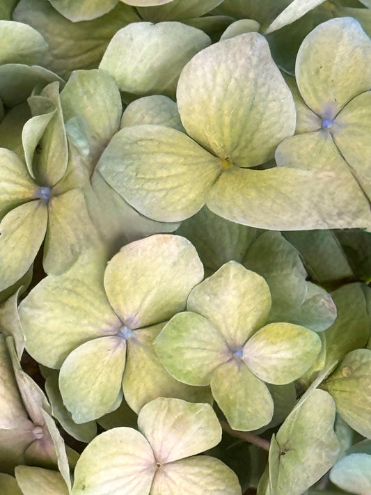 Pale Tide Bloom