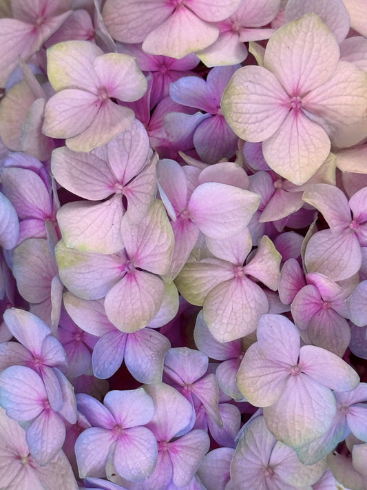 Pastel Reverie