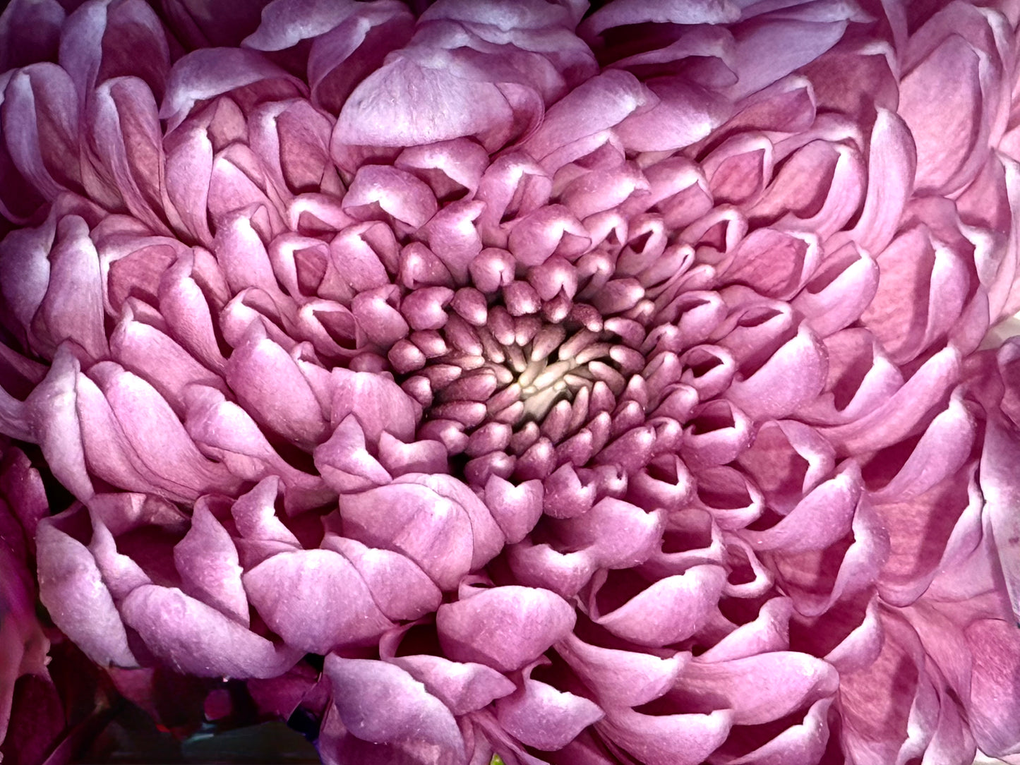 Petal Labrynth