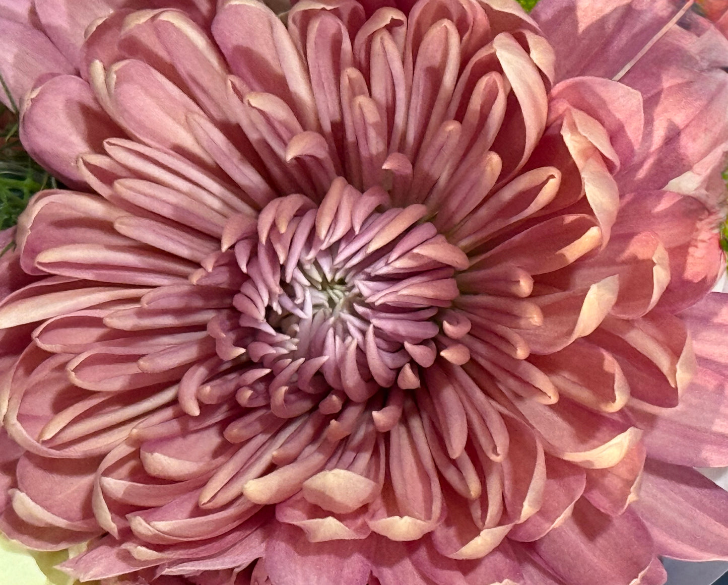 Petals of Dawn