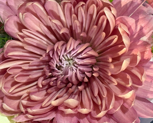 Petals of Dawn
