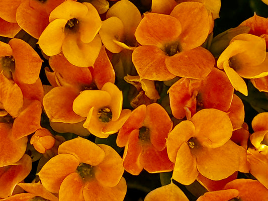 Petals of Firelight