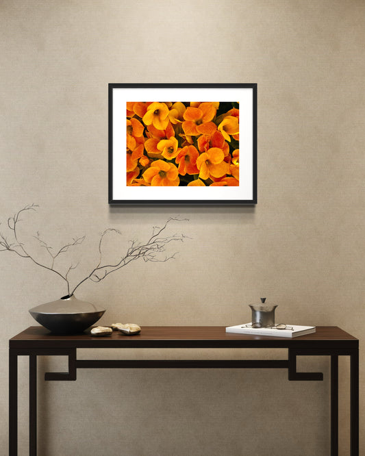 Petals of Firelight