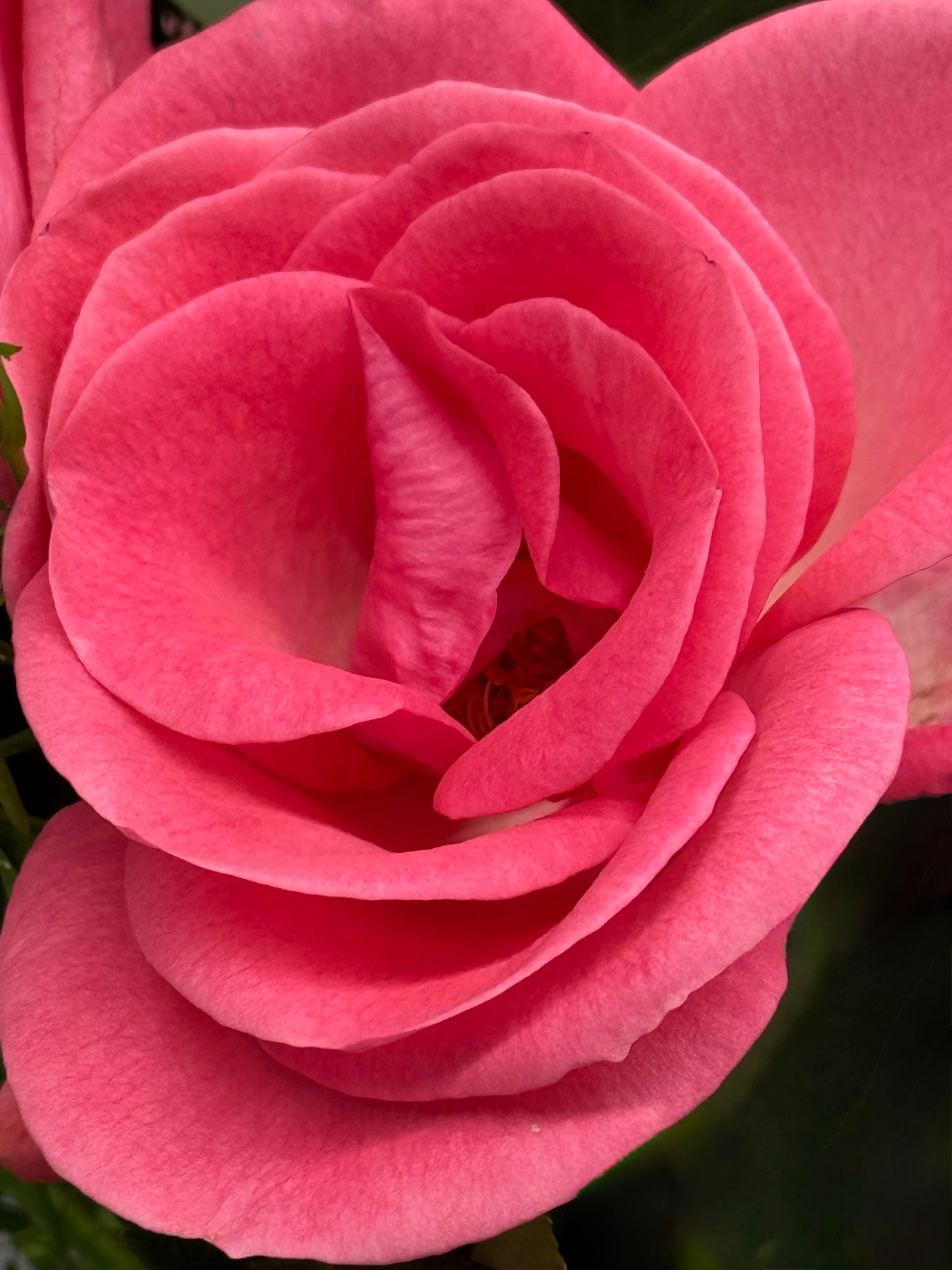 Petals of Promise