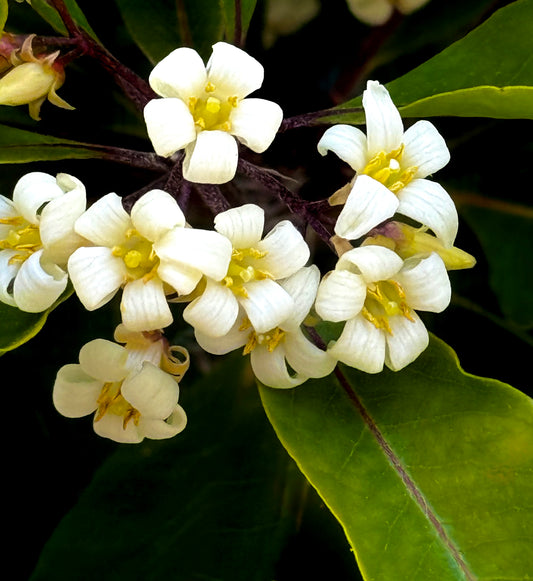 Petite Fleur