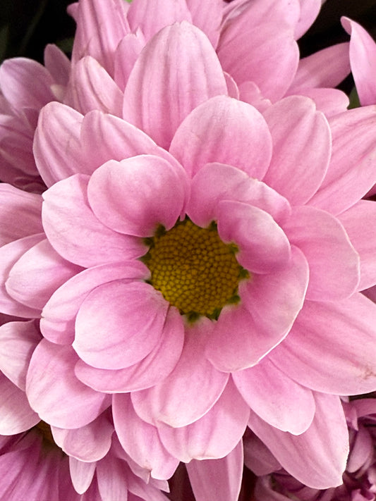 Pink Petals