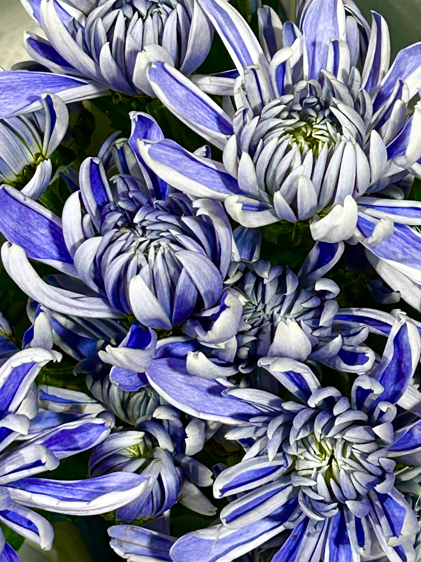 Porcelain Petals