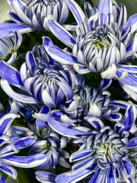 Porcelain Petals