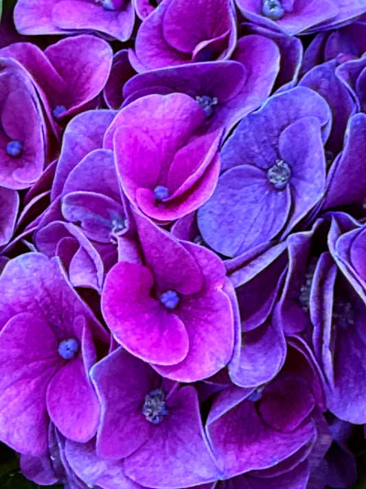 Purple Maze