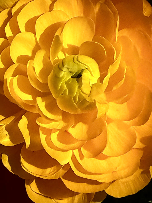 Radiant Unfolding