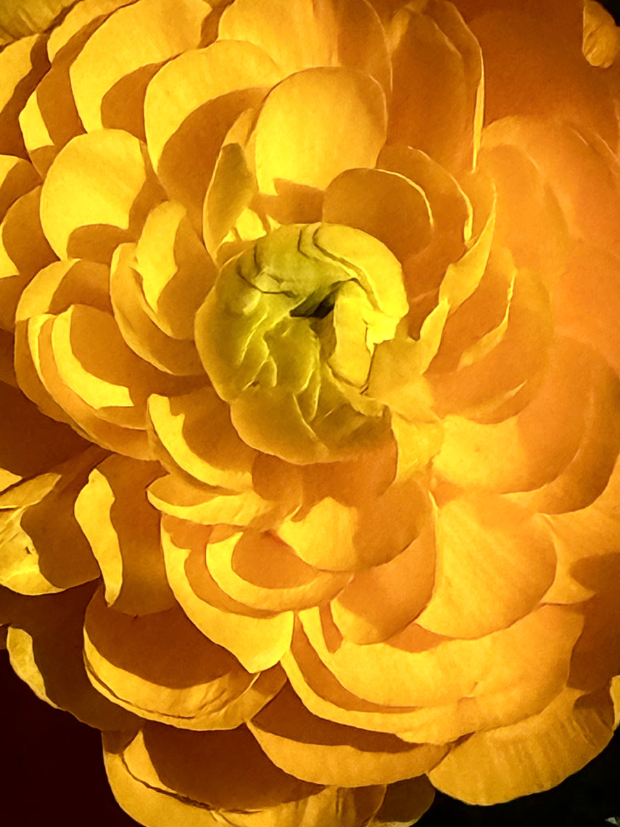Radiant Unfolding