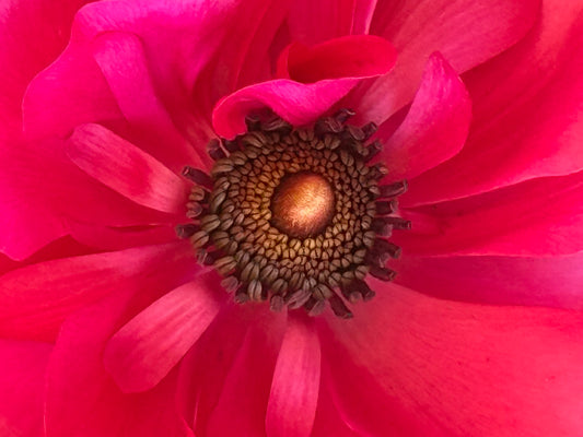 Scarlet Glow