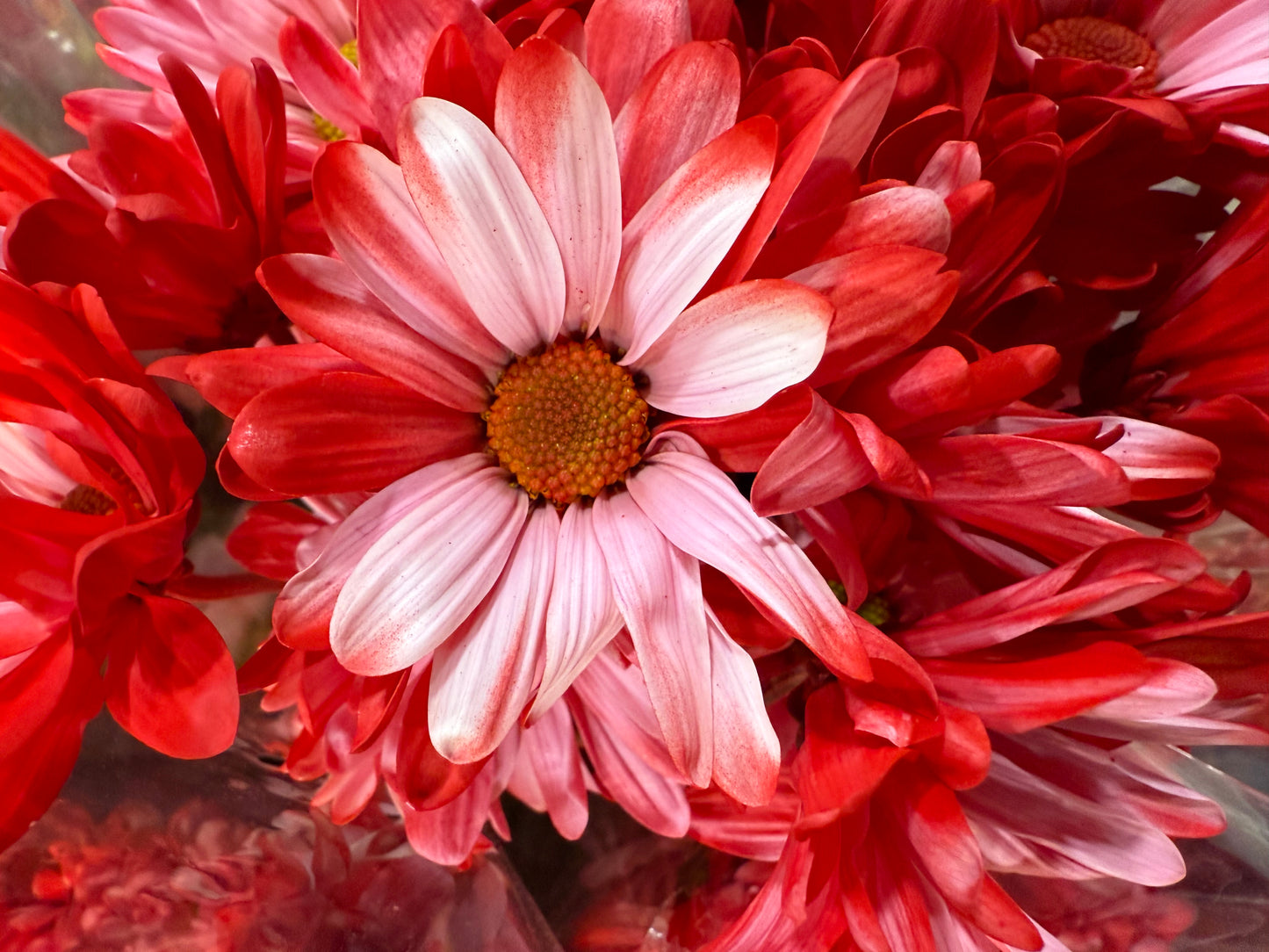 Scarlet Petal Waltz