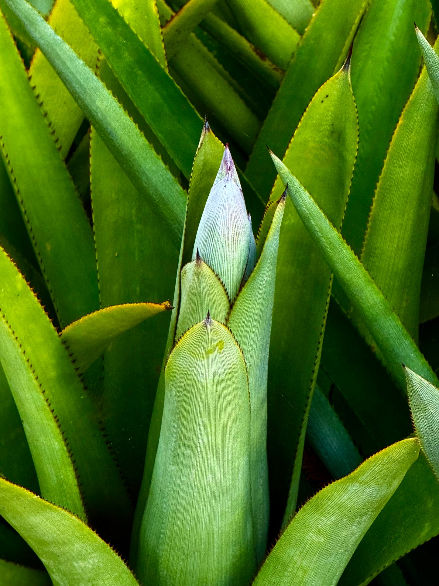 Silent Emergence