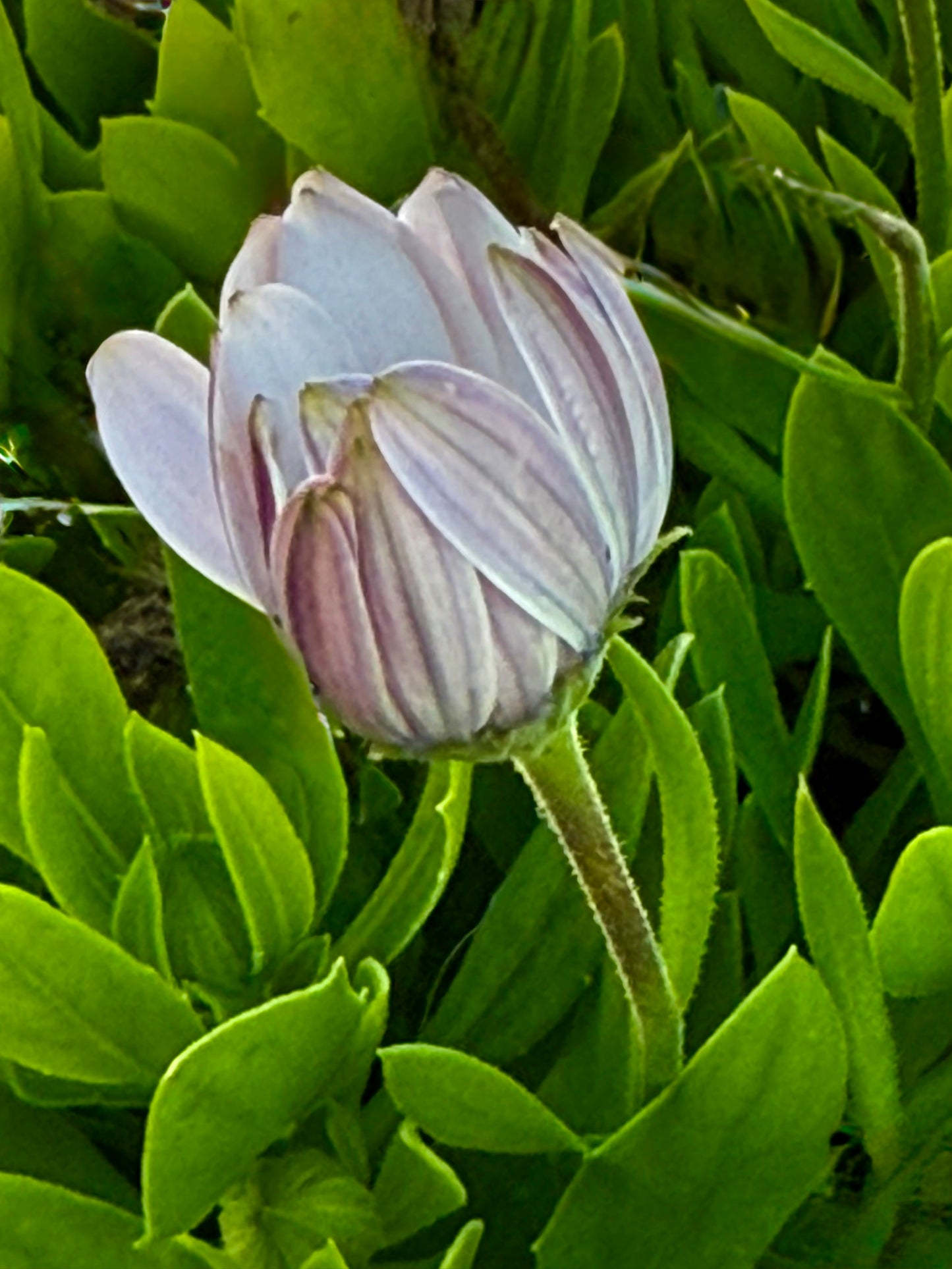 Soft Awakening