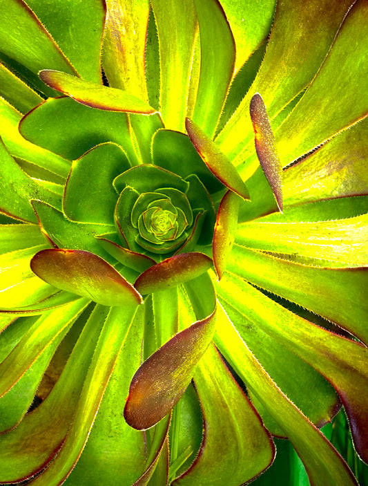 Solar Rosette